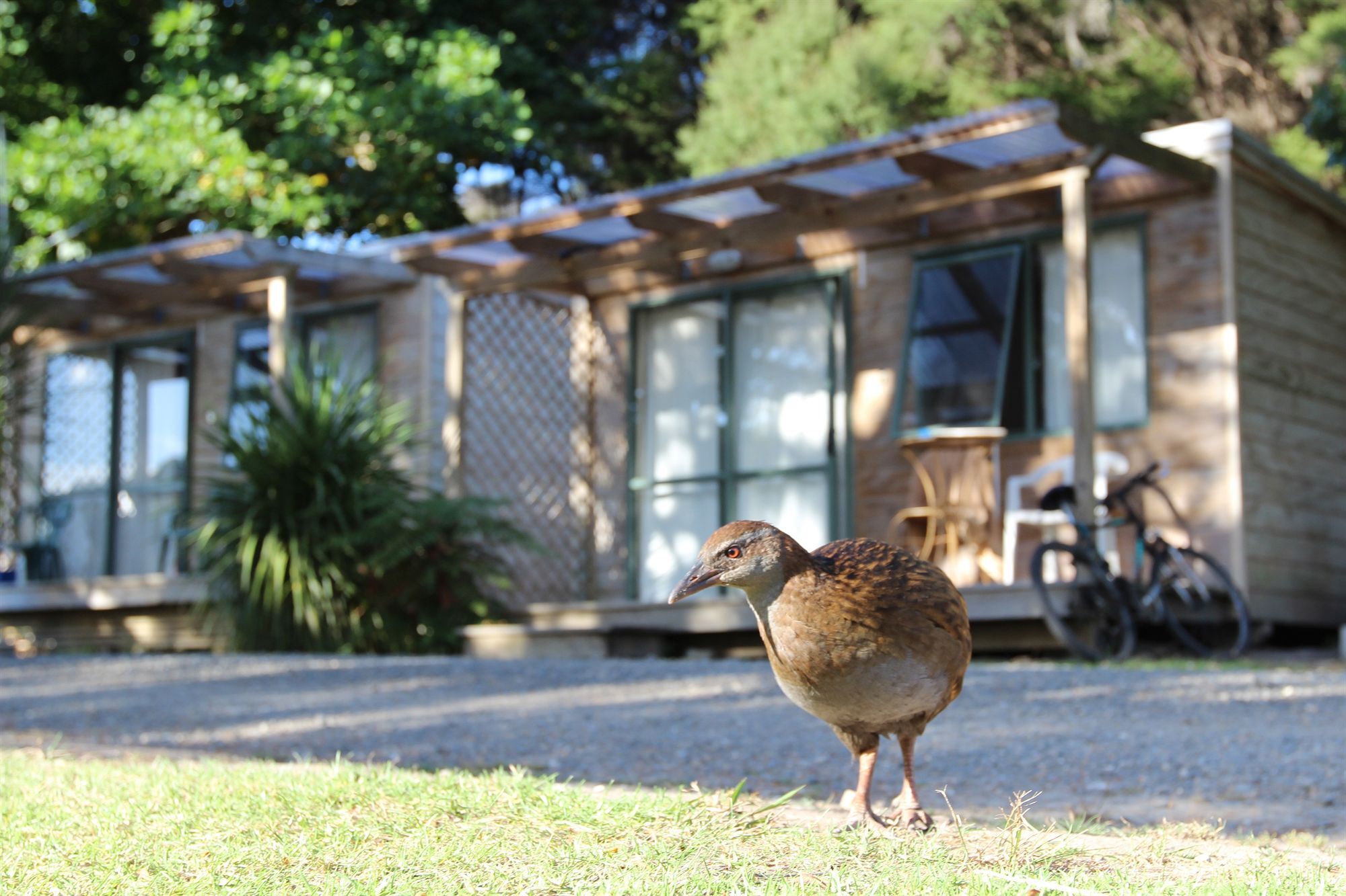 Russell-Orongo Bay Holiday Park Exterior foto